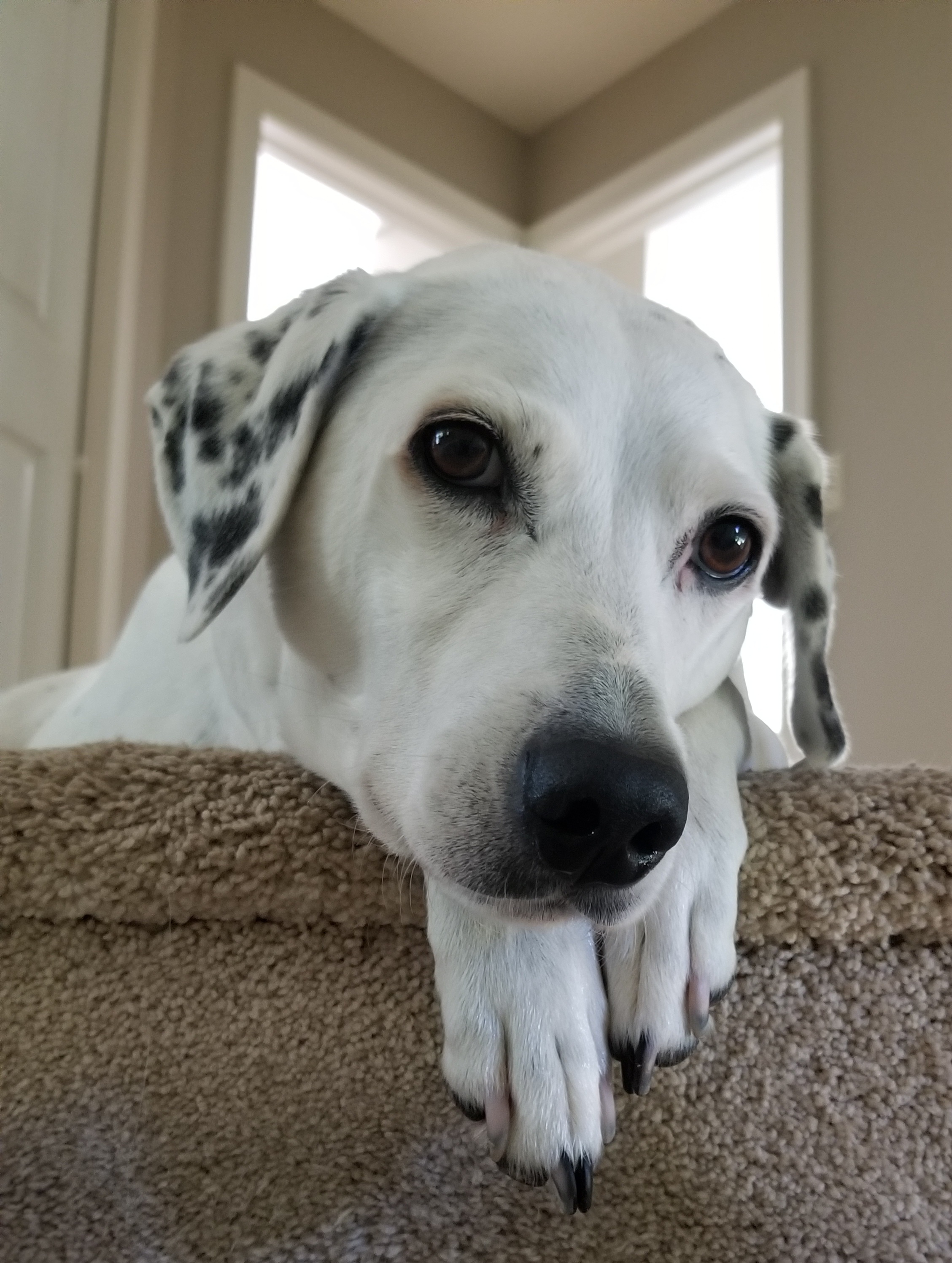 Jazzie